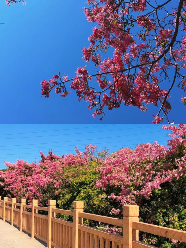 深圳 觀瀾湖異木棉  | 錯過等一年，冬日童話的粉色花海
