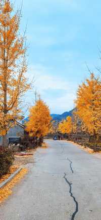 南黄古道／北有香山紅葉，南有南黃楓葉，太美太震撼了！