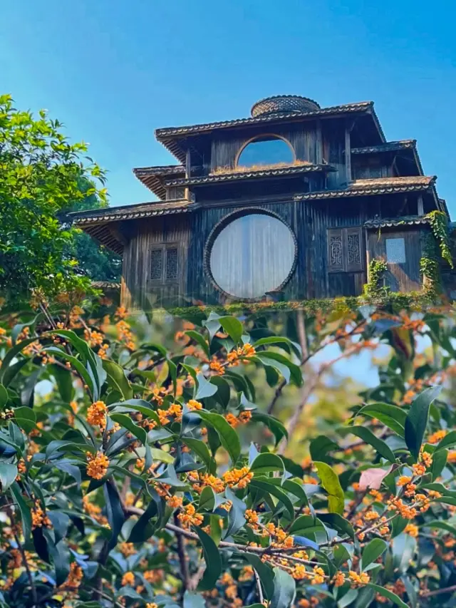 During the National Day holiday, I went to Manjuelong in Hangzhou, where the fragrance of osmanthus was intoxicating and the moon was beautiful by the lake