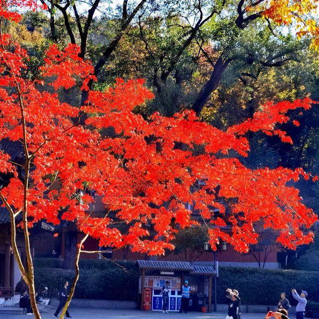 南京/栖霞山的楓葉紅啦！