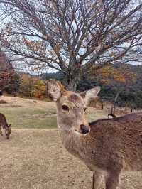 日本關西紅葉季七天遊