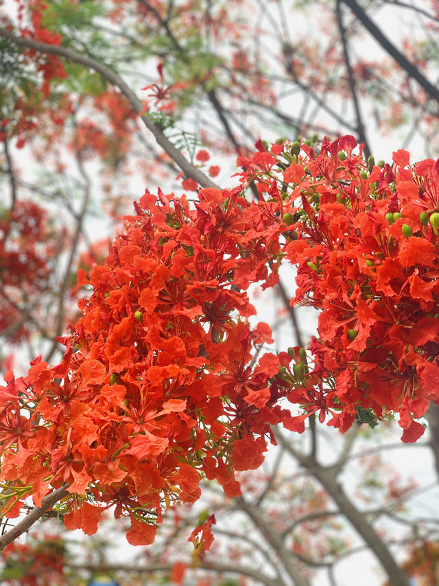 西雙版納｜去了熱帶花卉園n次，總結出3種玩法