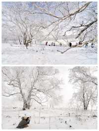 有遺憾也有驚喜，長白山西坡之旅，偶遇雪凇奇觀