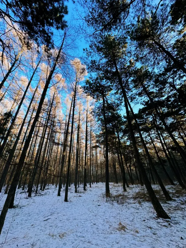 長春の净月潭｜氷河時代の森林