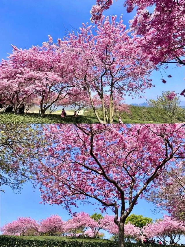 中國最美櫻花景區——“大陸阿里山”