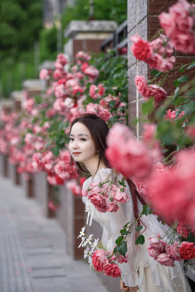 沒有人的月季花牆！蘇州河旁的小眾花海