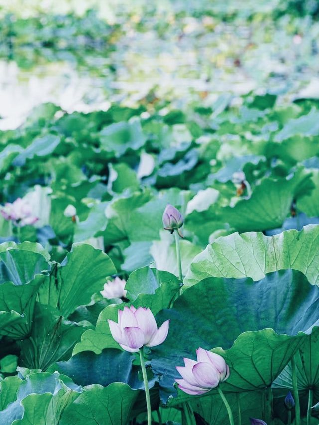 洪澤湖濕地宿遷絕美水上森林