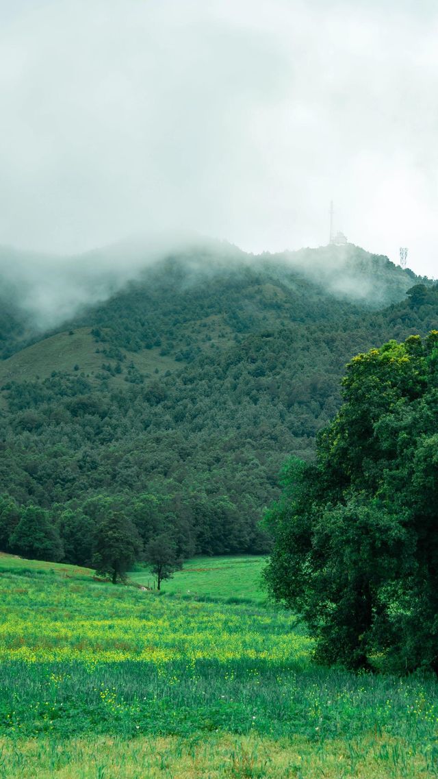 昆明周邊徒步攻略14——尋甸鳳龍山 煙雨矇矇的天氣，在鳳龍山脊徒步也很不錯啊，不過是披上雨衣，走向荒野罷了，還未枯黃的草原，山間彌漫的雨霧，多出了一份別樣的氛圍靜謐感