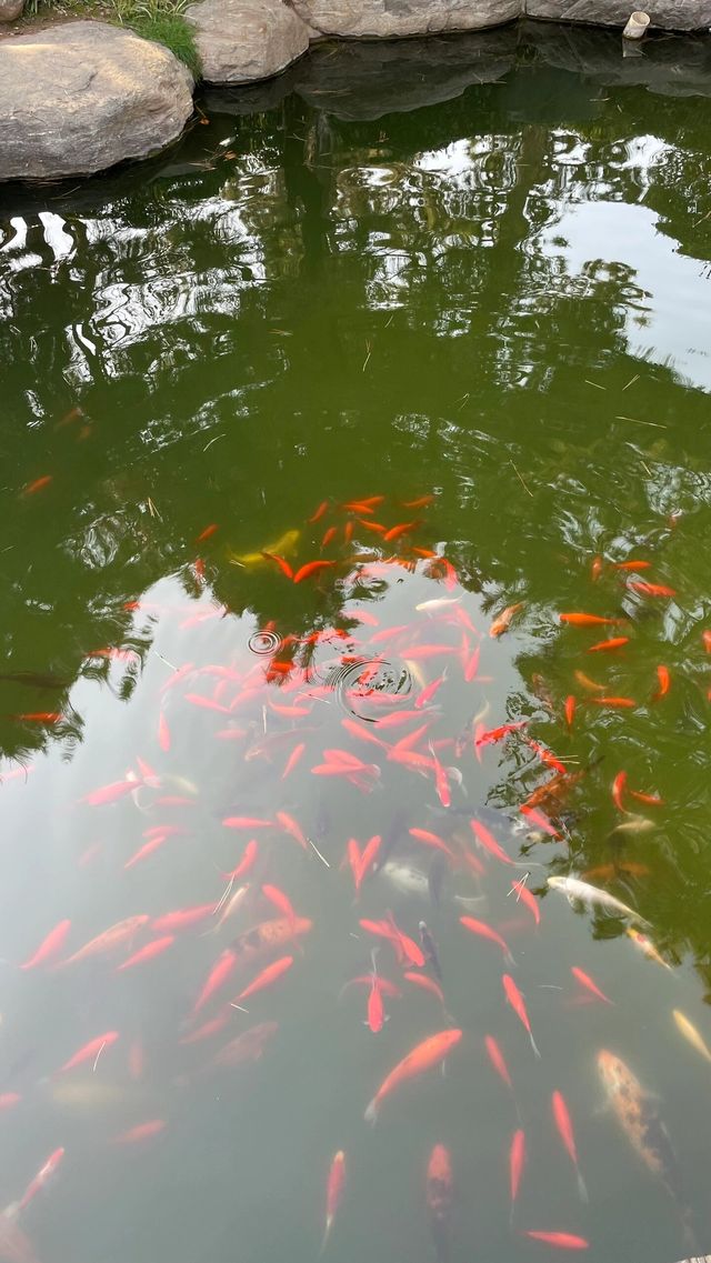 陝西西安唐苑新中式打卡地園林公園