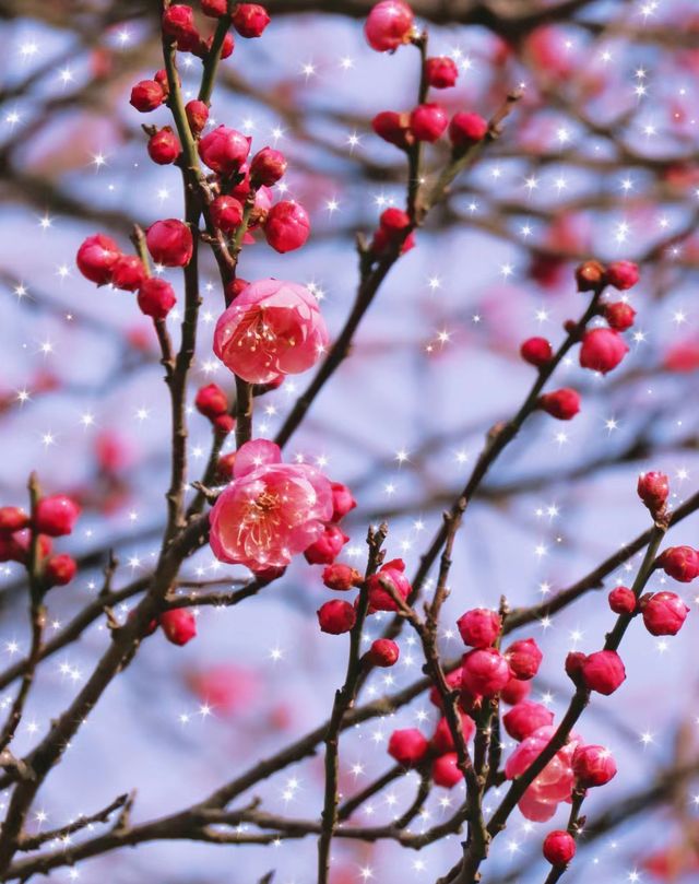 明孝陵梅花山！2月10日大年初一實時花訊劃重點！！沒開！