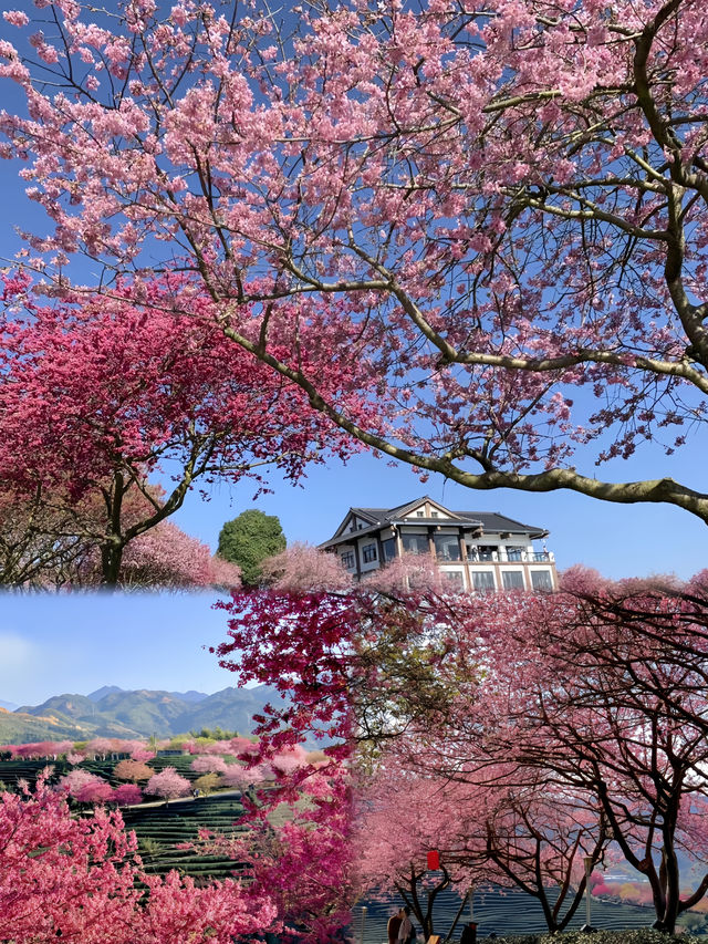 《國家地理》沒騙我，福建的櫻花美成一幅畫