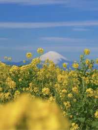 油菜花已滿開免費就能看的東京近郊絕景