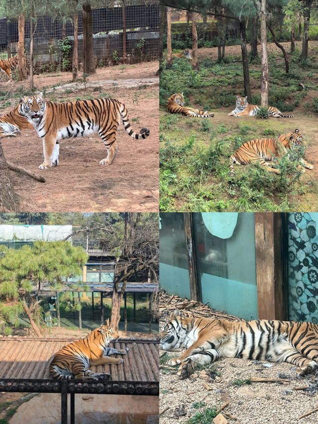 雲南野生動物園真的太離譜了含避坑指南