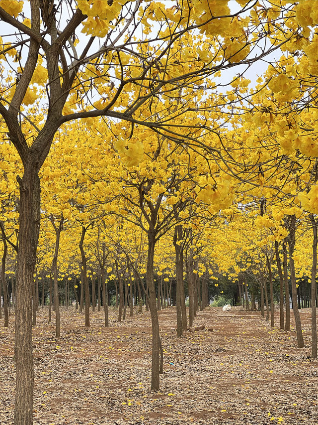 雲南開遠風鈴花