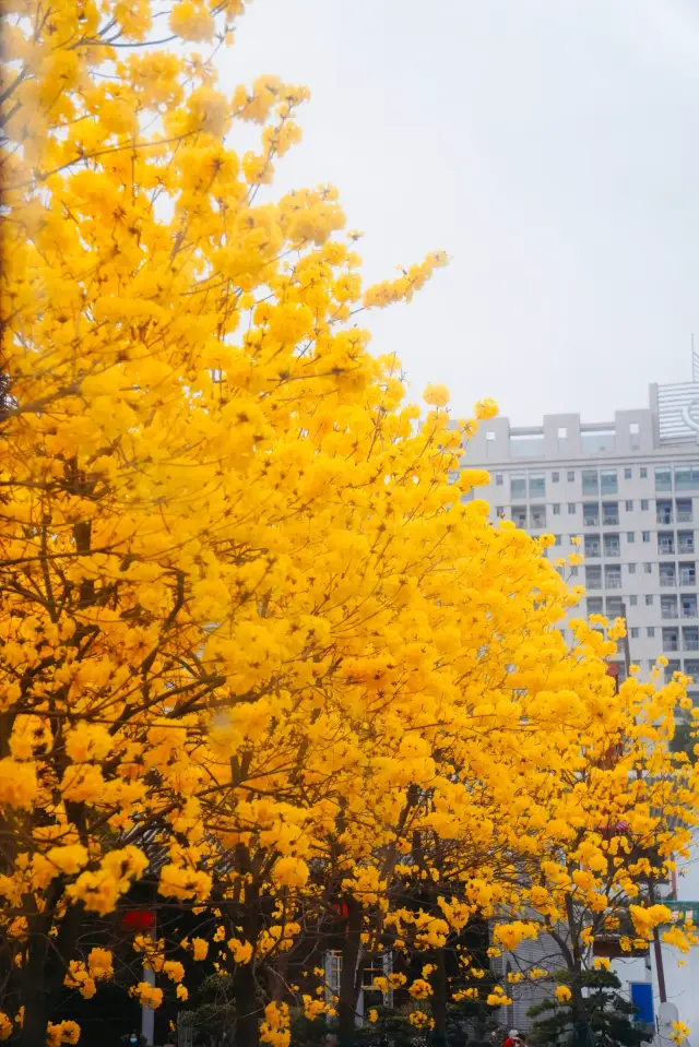 Compared to Zhou Tou Zhu, I recommend the Golden Trumpet Trees here even more