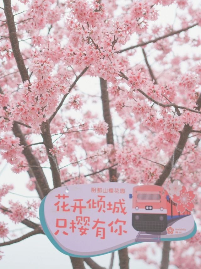 潮汕周邊二三月櫻花||梅州陰那山靈光寺