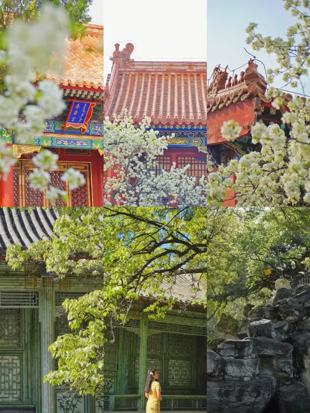 Chasing Flowers Diary: In the bright and beautiful spring, I search for a map of pear blossoms in Beijing