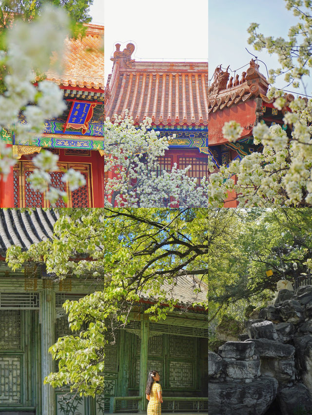 追花日記：春和景明尋找北京的梨花地圖