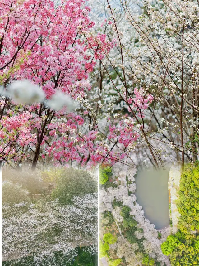 湖南省植物園の桜の海、春日の花見にはちょうど良い時期です
