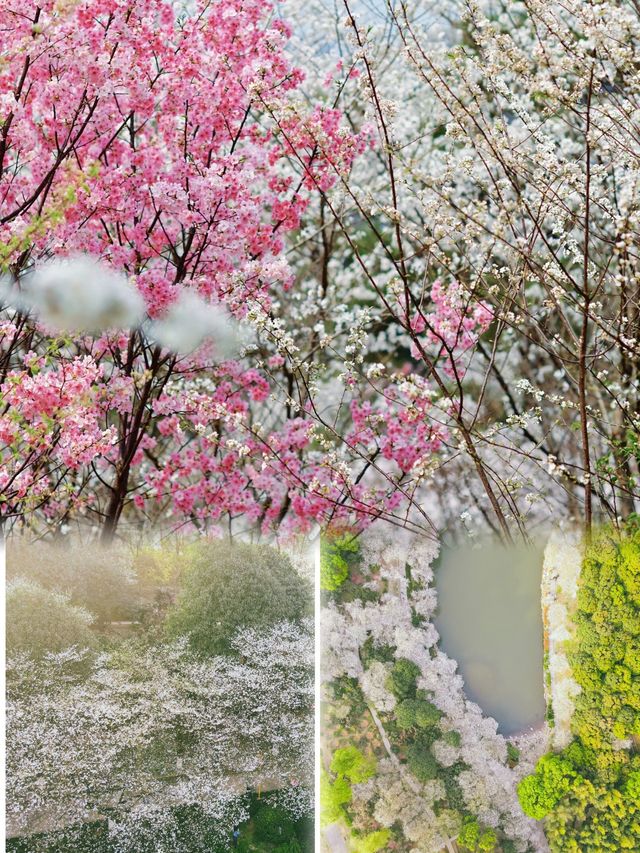 湖南省植物園櫻花海，春日賞花正當時