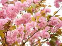 浪漫三月天，只能錯過花熳天下的盛開櫻花