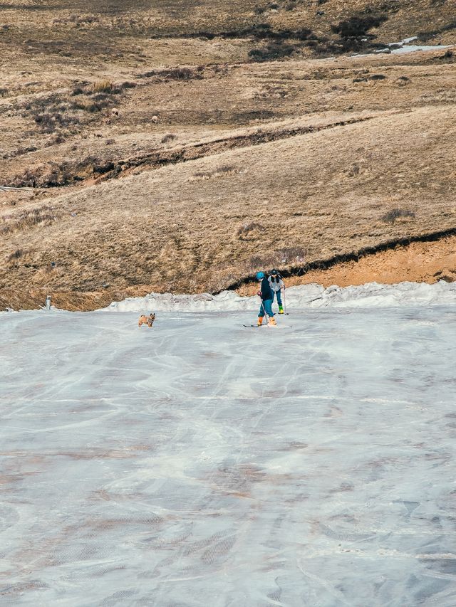 自駕雲南｜趁著寒潮，帶家人去大海草山看雪、戲雪、滑雪