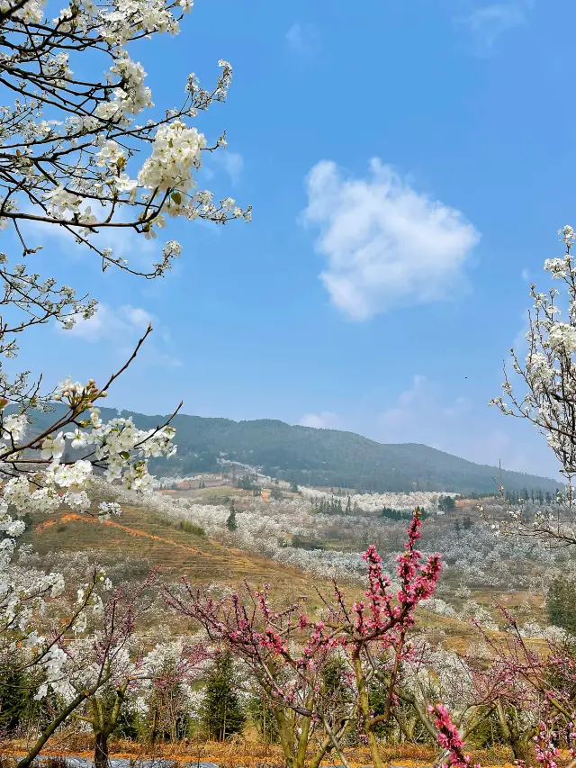 In Yunnan's Jiapinzhai Pear Blossom Valley, it is said that the peak bloom season has arrived