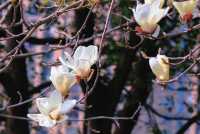 南昌春日遊  賞花走起