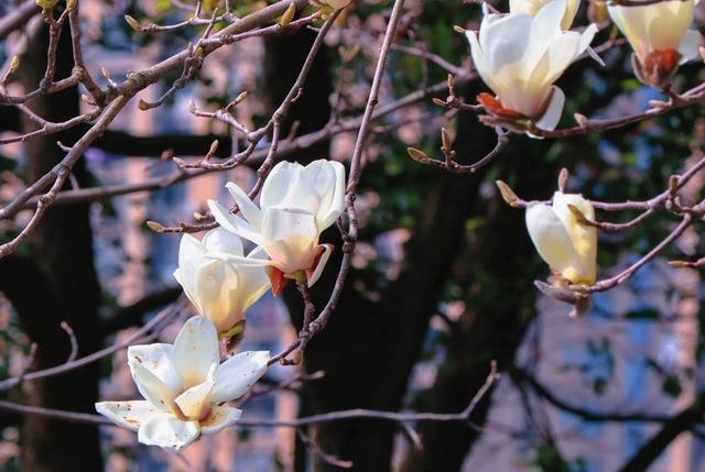 南昌春日遊  賞花走起