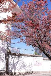 昆明冬櫻花盛開，冬日“春城”一抹亮麗風景