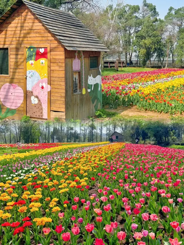 Today's real shot: the tulips at Wuhan Botanical Garden are in full bloom!