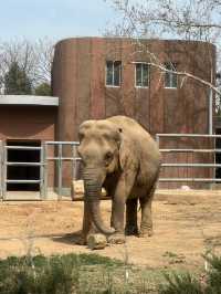 濟南一日遊好去處｜動物園裡有什麼