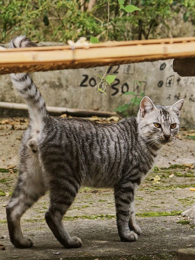 長沙周邊1h|踏青溯溪好去處白沙古鎮