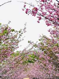 被公園的櫻花治癒了～