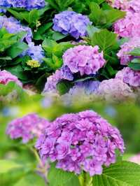 又一年繡球季女生最愛的花，寧波綠島公園是懂浪漫的