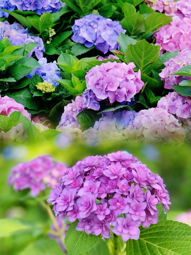 又一年繡球季女生最愛的花，寧波綠島公園是懂浪漫的