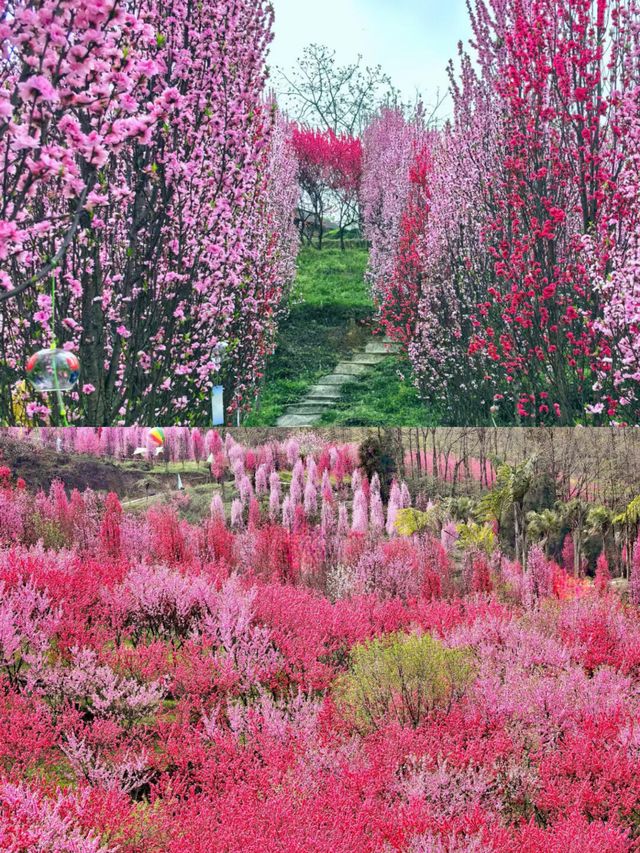 四川樂山周邊已開始山花狼藉