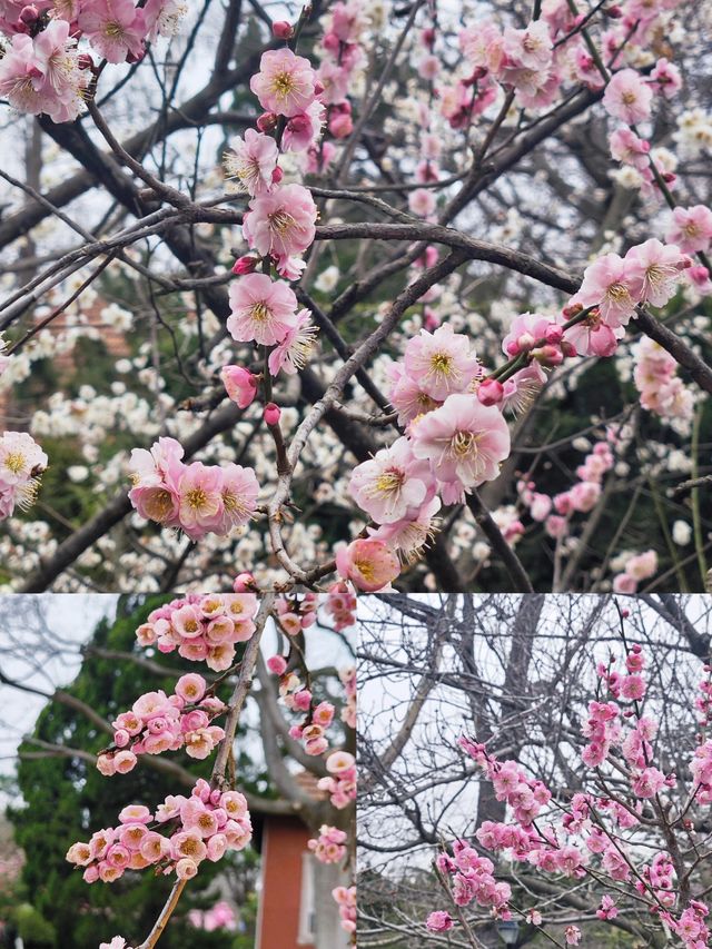 期待青島中山公園的櫻花真的太美啦