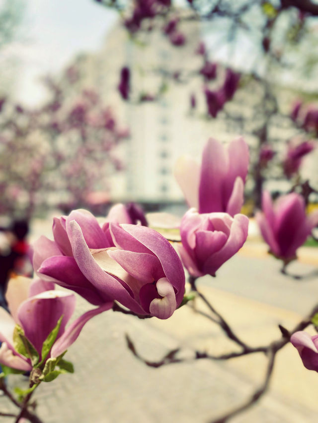 北京遛娃賞花餵鴿子曬太陽大學校園太美好了