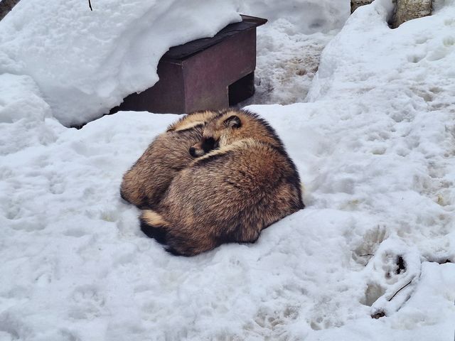 旭川旭山動物園之行