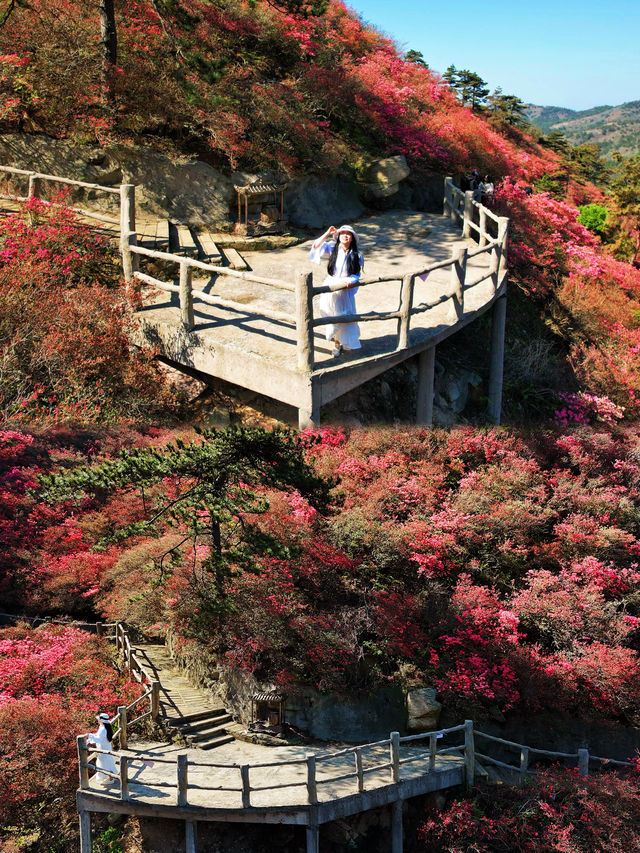 雲霧山木蘭花海杜鵑花開滿山紅