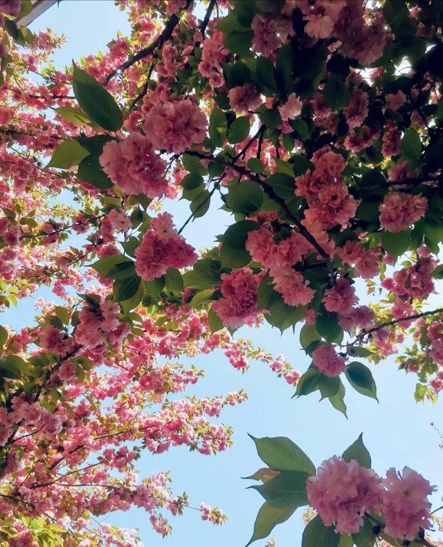 快來，在寶雞這條「櫻花大道」邂逅春日浪漫！