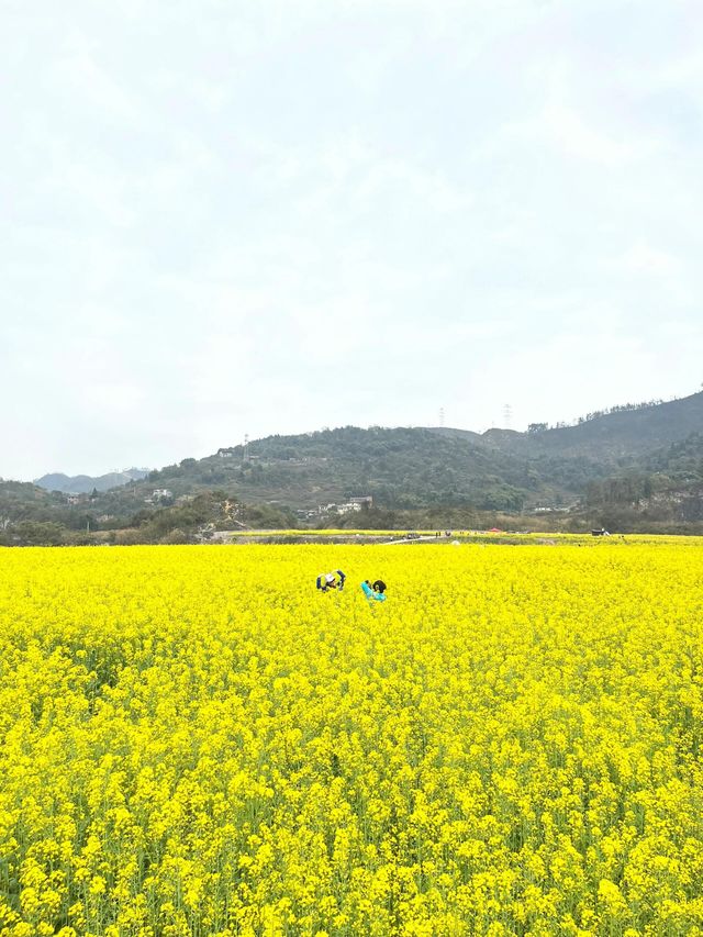 天堂壩的油菜花