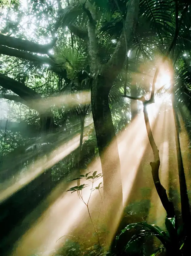 Mingling with the light and dust | Shenzhen's "Little Forest" - Green World