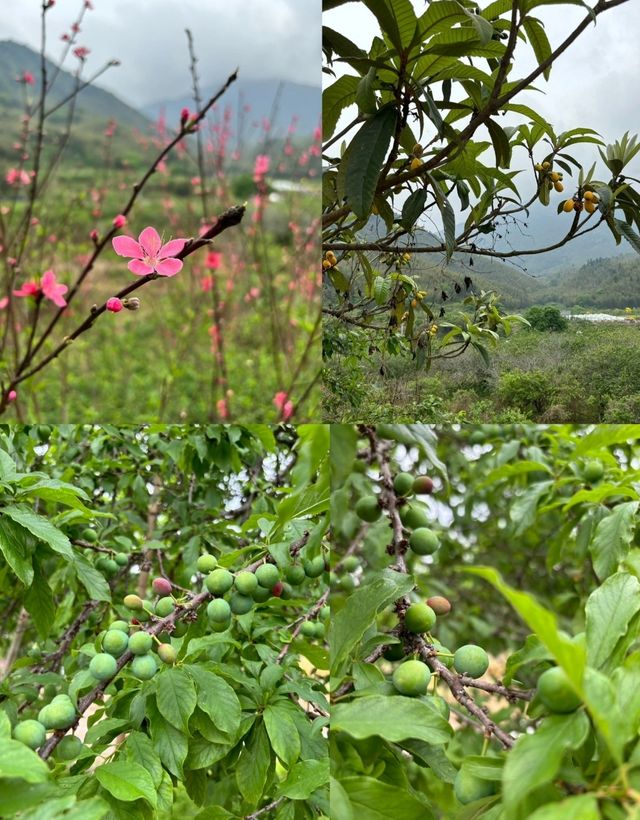 深圳周邊遊可以吃美食露營燒烤的古村落