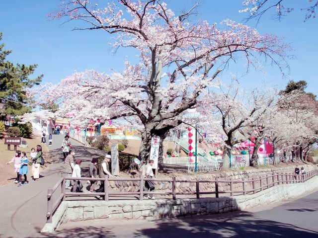 Hitachi Kamine Sakura Beauty