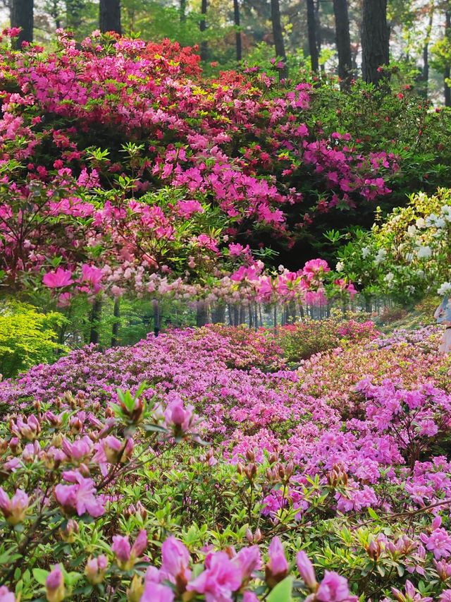 地鐵直達杭州被杜鵑花包圍的莫奈花園森林