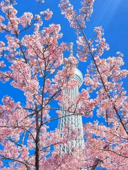 Stunning Exquisite Sky Tree Tokyo🇯🇵♥️😍