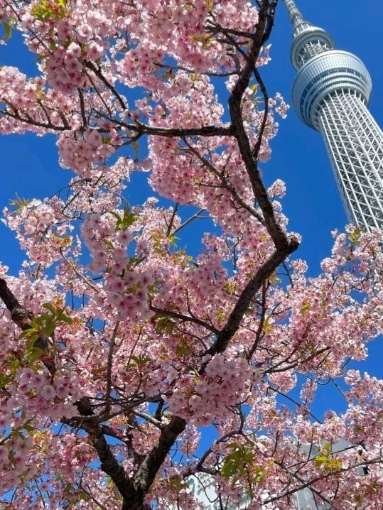 Stunning Exquisite Sky Tree Tokyo🇯🇵♥️😍