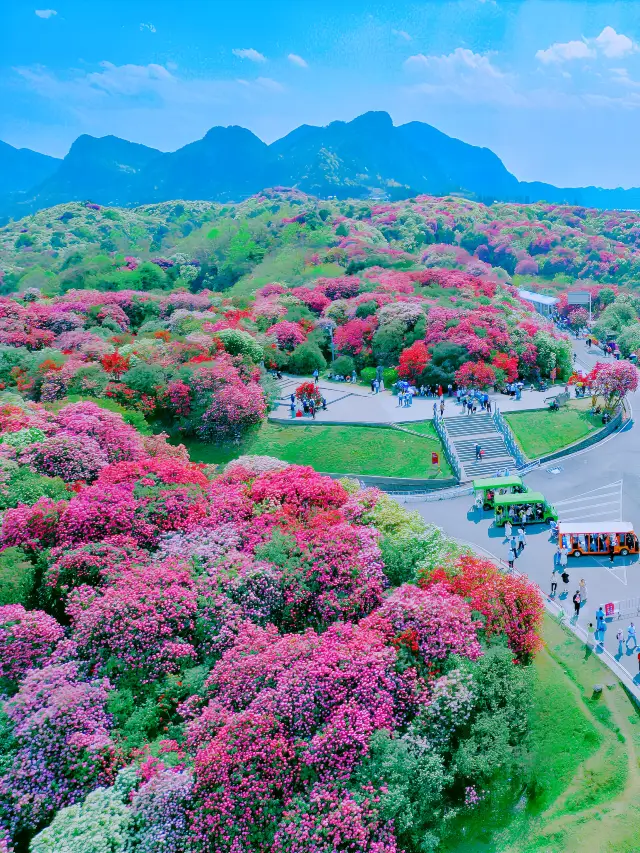 In Guizhou, of all places! The azalea sea covers 90%